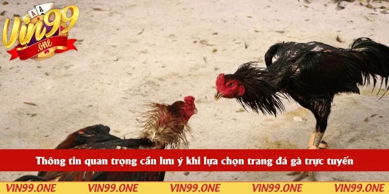 Thông tin quan trọng cần lưu ý khi lựa chọn trang đá gà trực tuyến