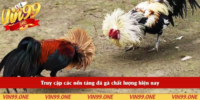 Truy cập các nền tảng đá gà chất lượng hiện nay