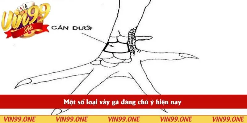 Một số loại vảy gà đáng chú ý hiện nay